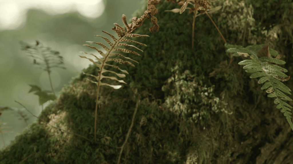 Opération Biodiversité